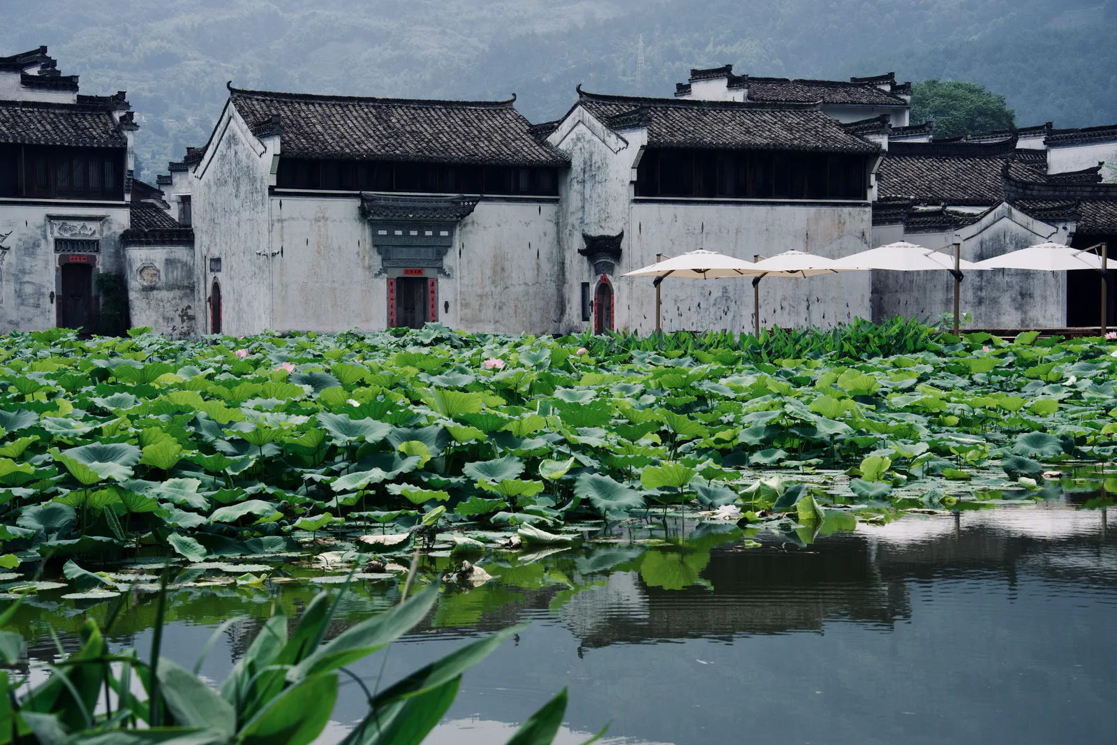 White-walled houses and dark tiled roofs reflected in a lotus pond in Chengkan.