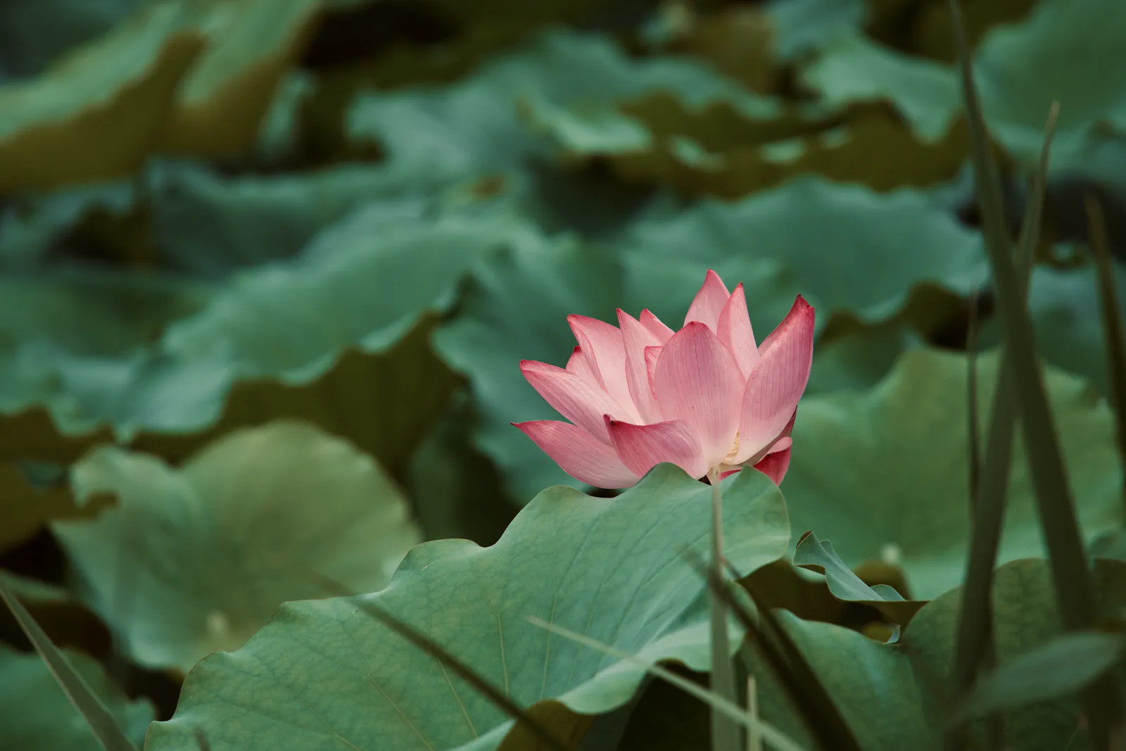 A pink lotus flower among broad green leaves.