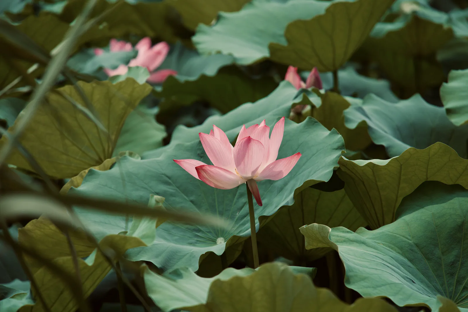 Pink lotus flowers rising above a dense bed of green leaves.