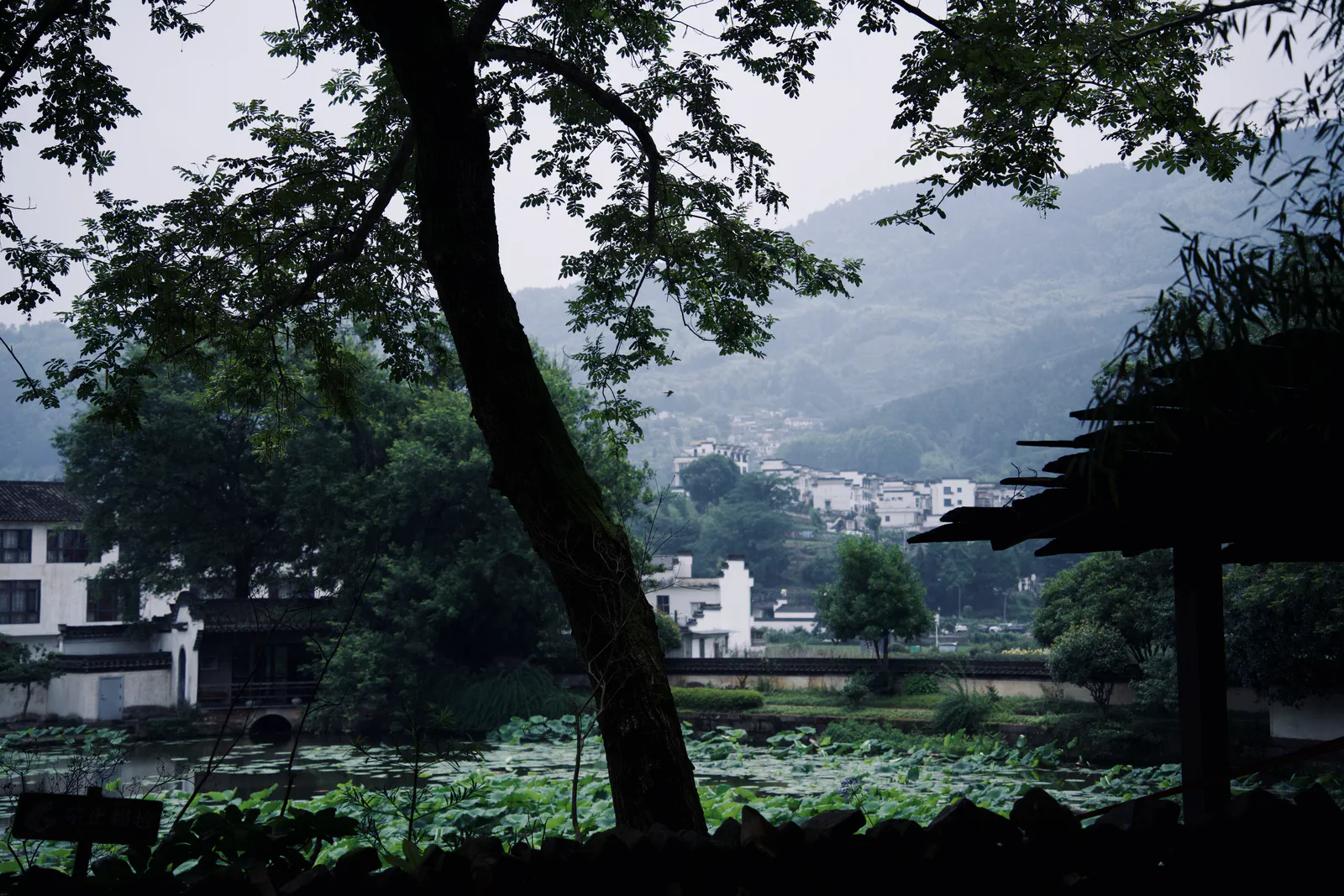 A tree framing a lotus pond and white village houses beneath misty hills.