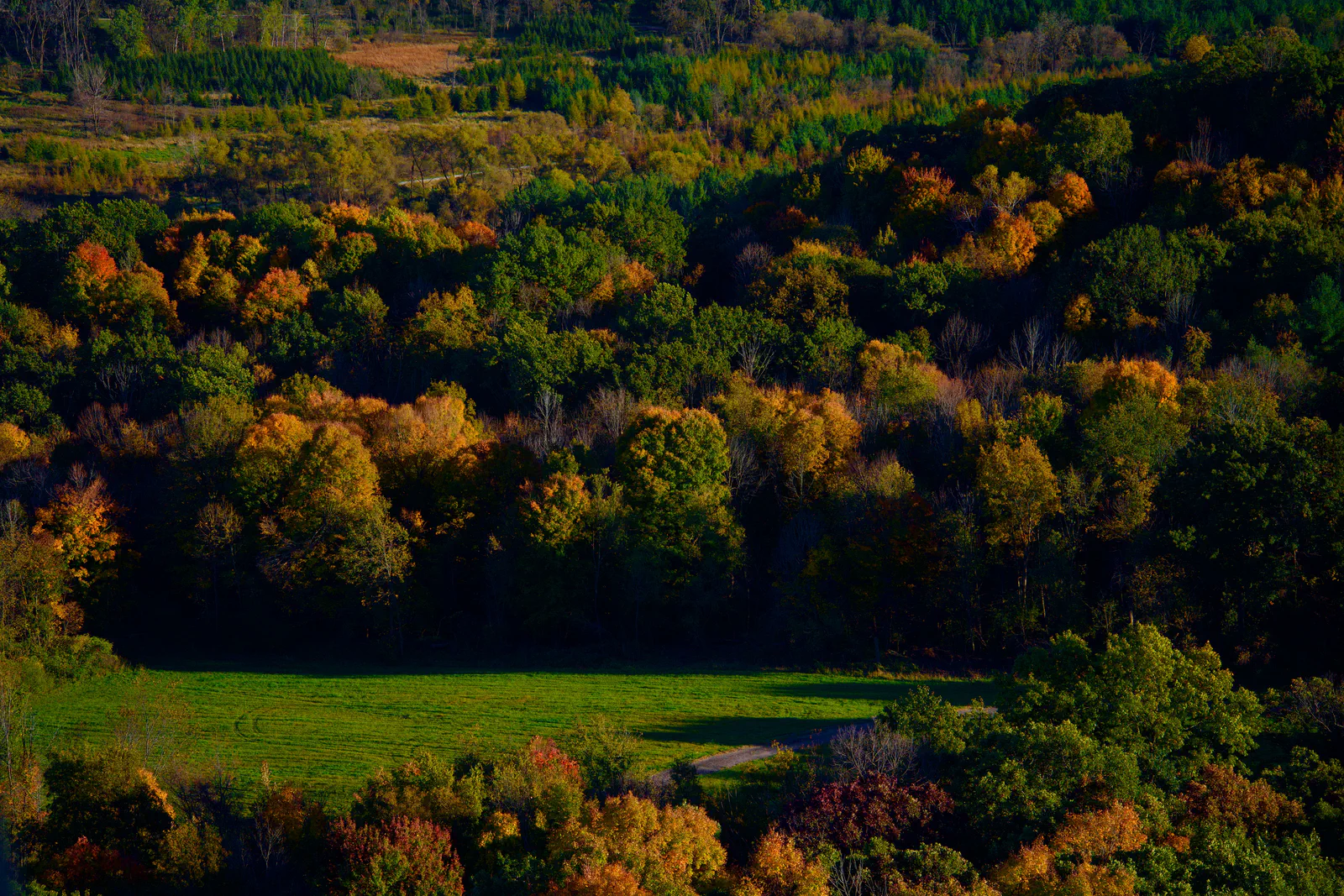 Sunlit autumn woodland surrounding a green clearing.