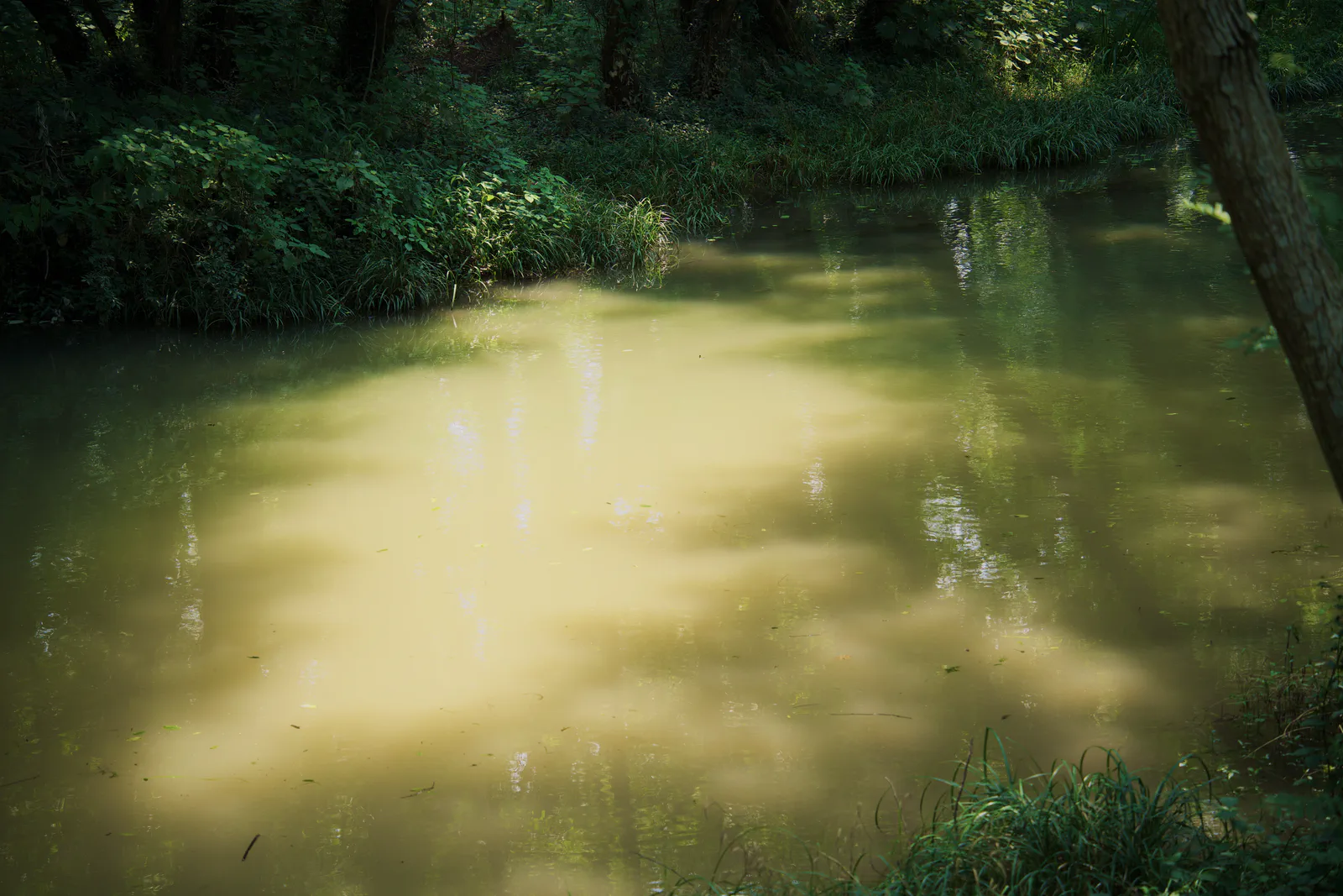 A patch of sunlight falling across a quiet woodland pool.