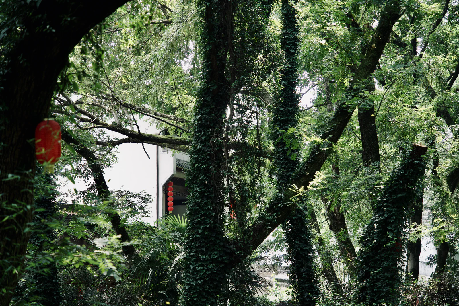 Tall trees and trailing vines partially concealing a white house.